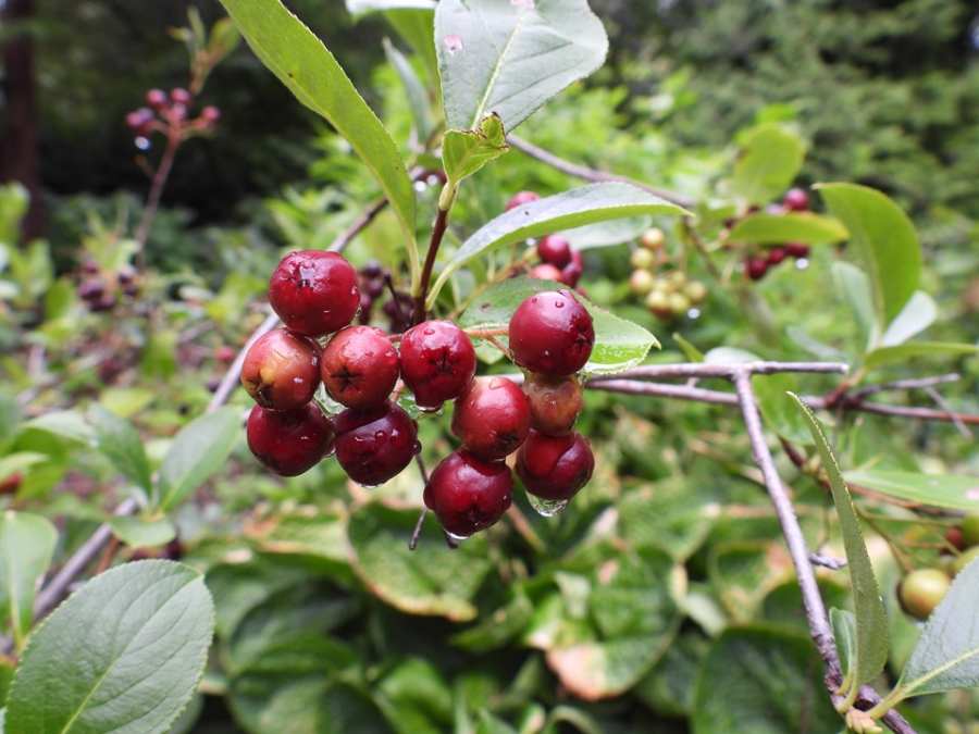 Black Chokeberry | MSD